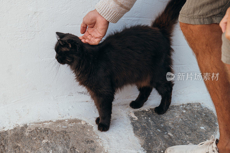 希腊年轻人抱着流浪猫