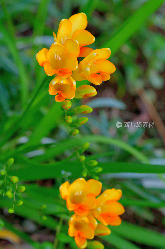 小苍兰的花