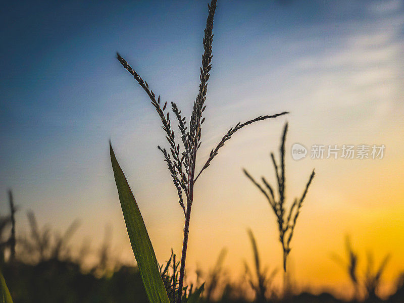 夕阳下美丽的芦苇。