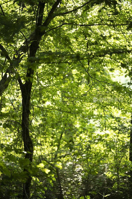 夏天的一个晚上，南部的州湿地