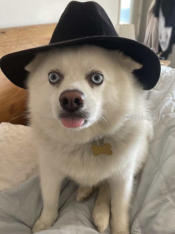 夏洛克Pomsky