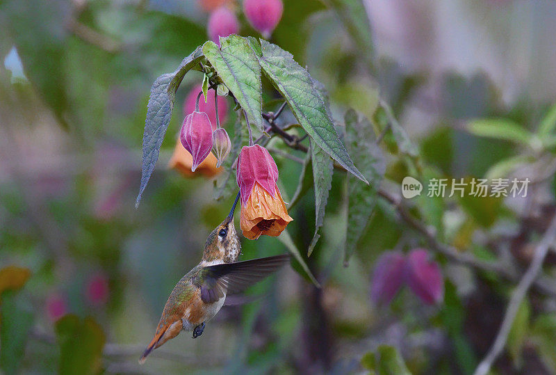 雌性闪烁蜂鸟在红色和橙色的花附近飞行