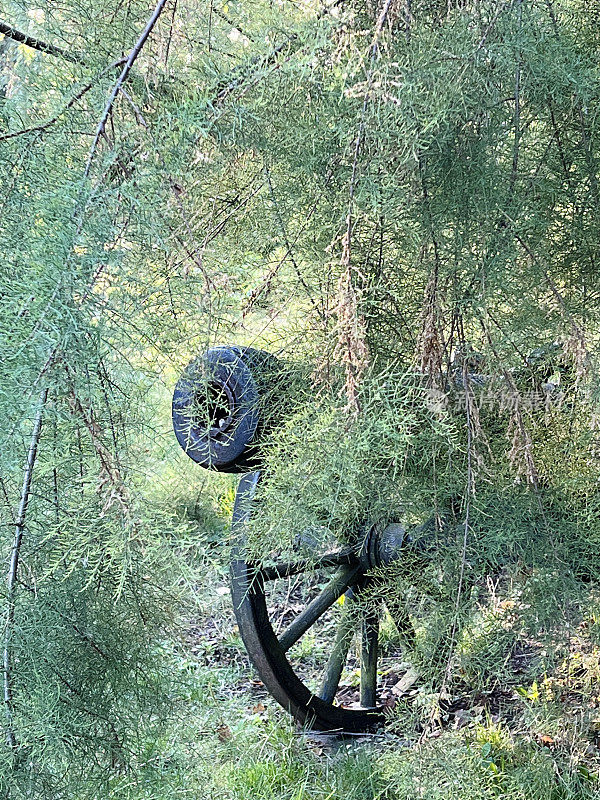 老大炮藏在灌木丛后面