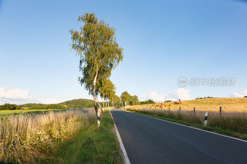 德国乡村的一条乡间小路，两旁种满了桦树