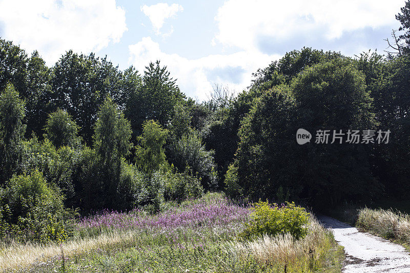 夏日的乡村小路