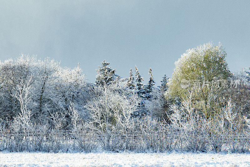 在斯堪的纳维亚半岛，丹麦的北日德兰半岛，一个阳光明媚的冬日，美丽的树木和霜雪