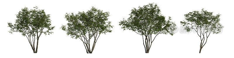 在白色背景上孤立地设置amelanchier树的3d插图