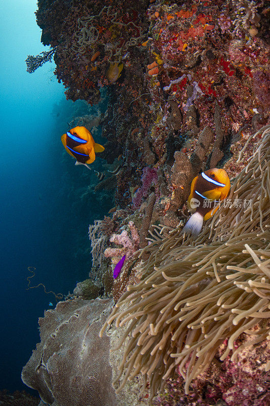 橙鳍海葵鱼(双鳍海葵)-帕劳，密克罗尼西亚