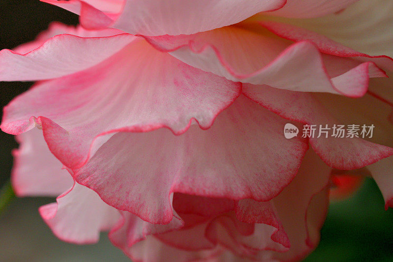 海棠花:特写照片