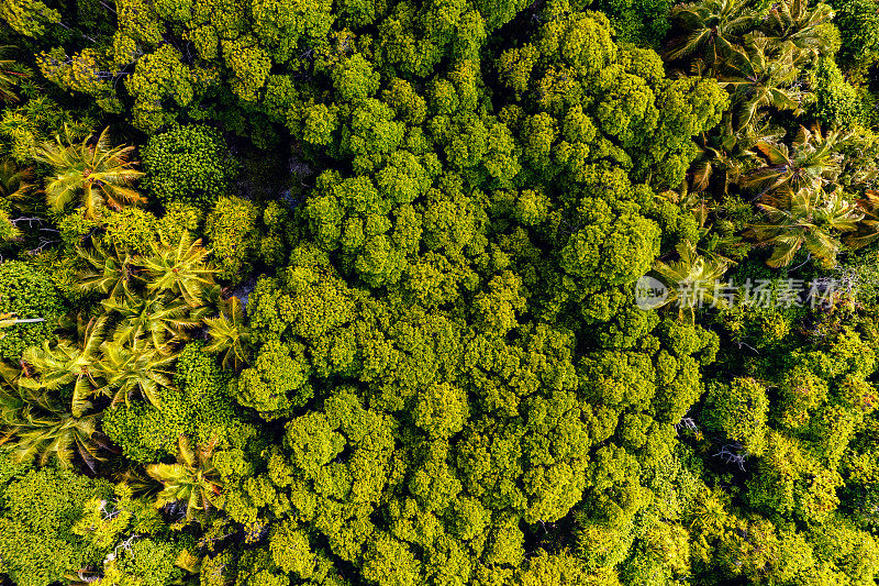 无人机拍摄的热带树木区域