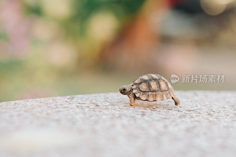 乌龟走路和在一个罐子里的水