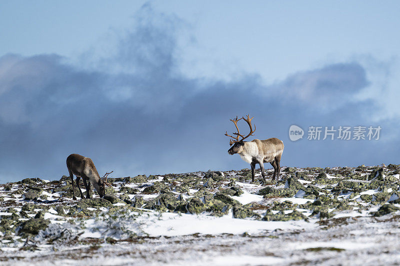 驯鹿，北美驯鹿，第一场雪上的两种动物