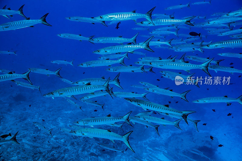 黑鳍梭鱼群，帕劳，密克罗尼西亚