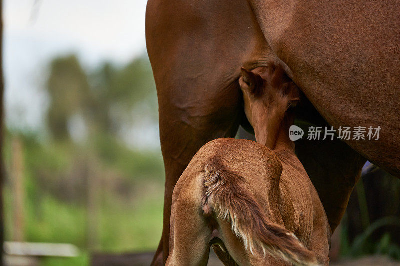 选择性聚焦拍摄的美丽的深色家马驹喝奶从它的母亲
