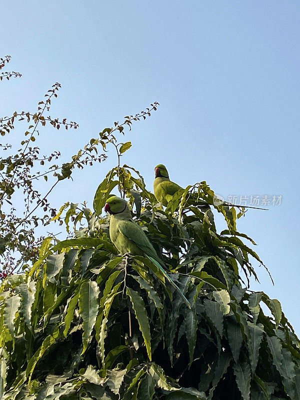 环颈长尾鹦鹉(鹦鹉)栖息在树冠上的树枝上的图像，清晰的蓝色晴朗的天空背景，野生鸟类，重点在前景