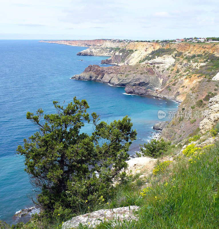 在蓝色海水上方的岩石悬崖边缘，可以看到杜松树