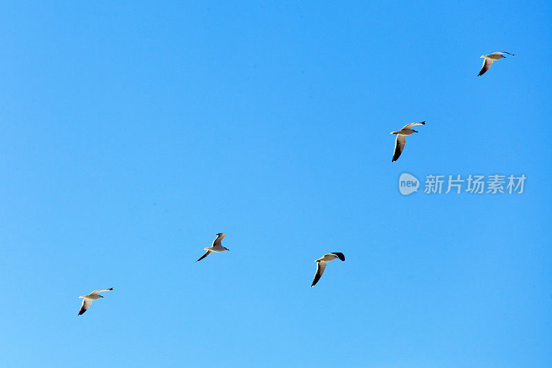 五只海鸥在黄昏飞翔。