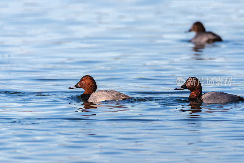 普罗旺斯Realtor湖上的普通潜鸭