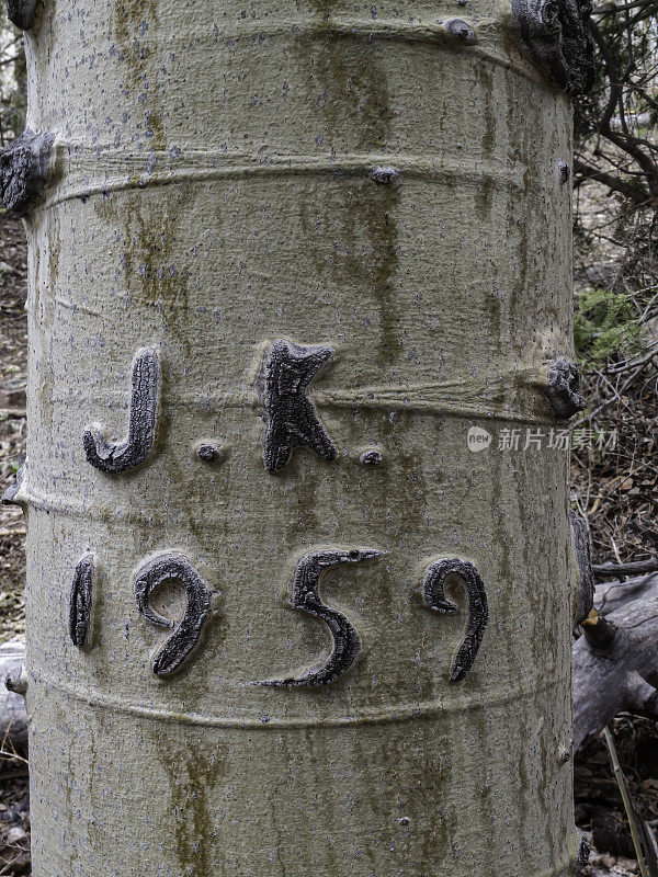 内华达大盆地国家公园的巴斯克白杨树雕刻，称为arborglyphs。美洲山杨