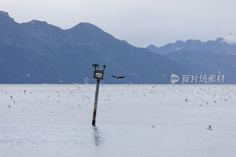 秃鹰飞过海洋