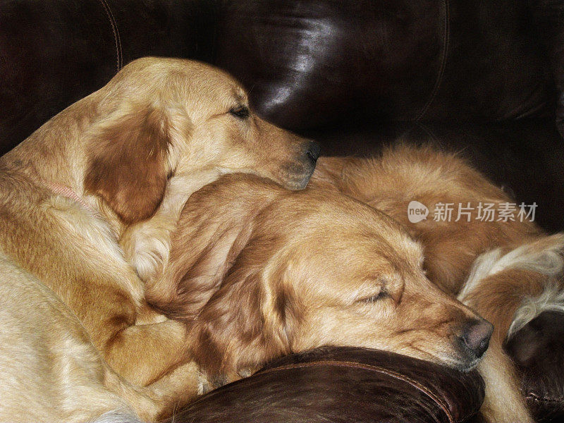 金毛猎犬母女依偎在沙发上