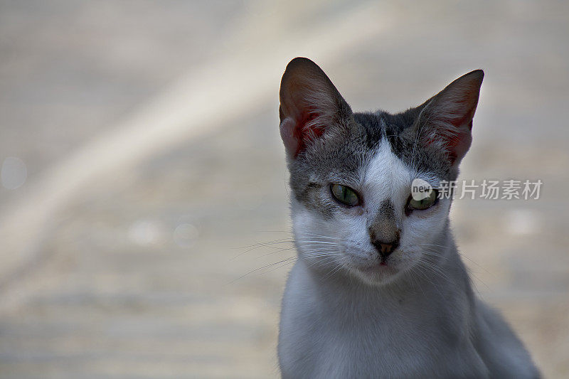 美丽的流浪猫