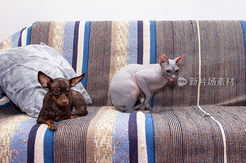 斯芬克斯猫和狗“布拉格鼠”在房间柔软的沙发上