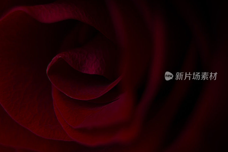 抽象的花卉背景。红玫瑰花蕾宏。
