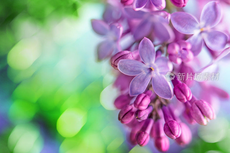 丁香花特写与复制空间和散景