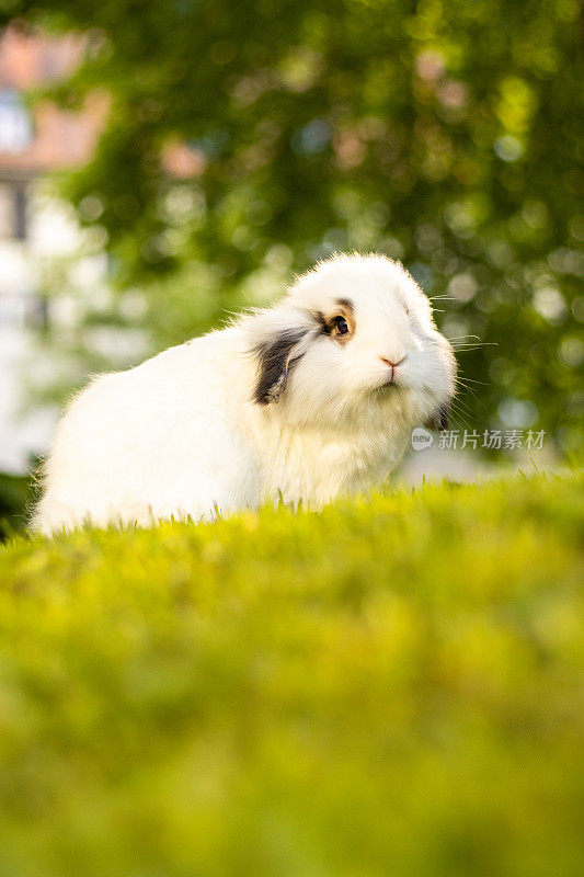 可爱的小白兔在草地上。