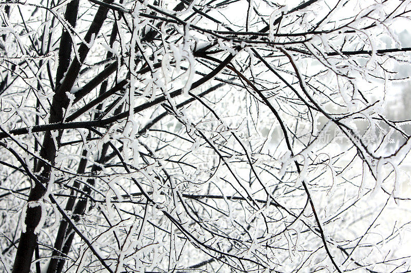 精致的冬季霜在裸露的树特写