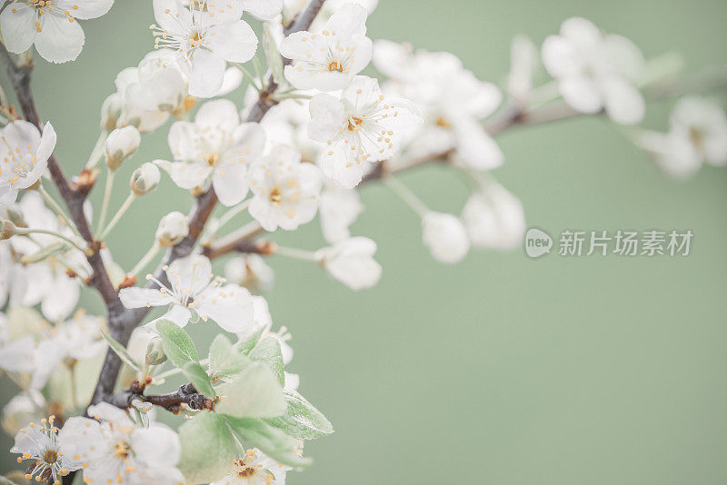 春暖花开的树枝