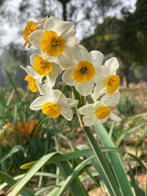 特写图像的淡奶油和橙色开花水仙丛生长植物边界，水仙花，重点在前景