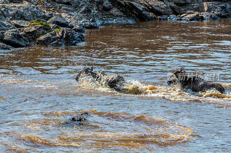 角马在肯尼亚的大迁徙。尼罗河鳄鱼袭击。