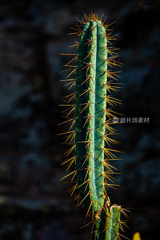 仙人掌的植物