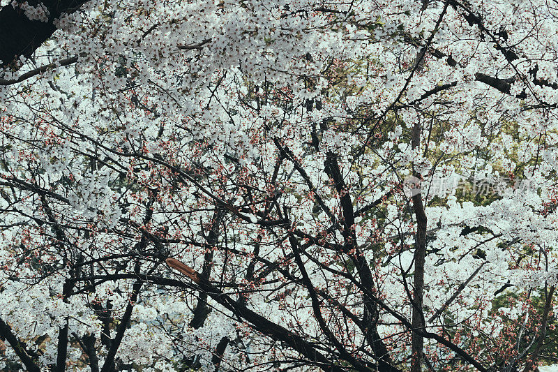 韩国樱花雨，北村韩屋村美丽浪漫。