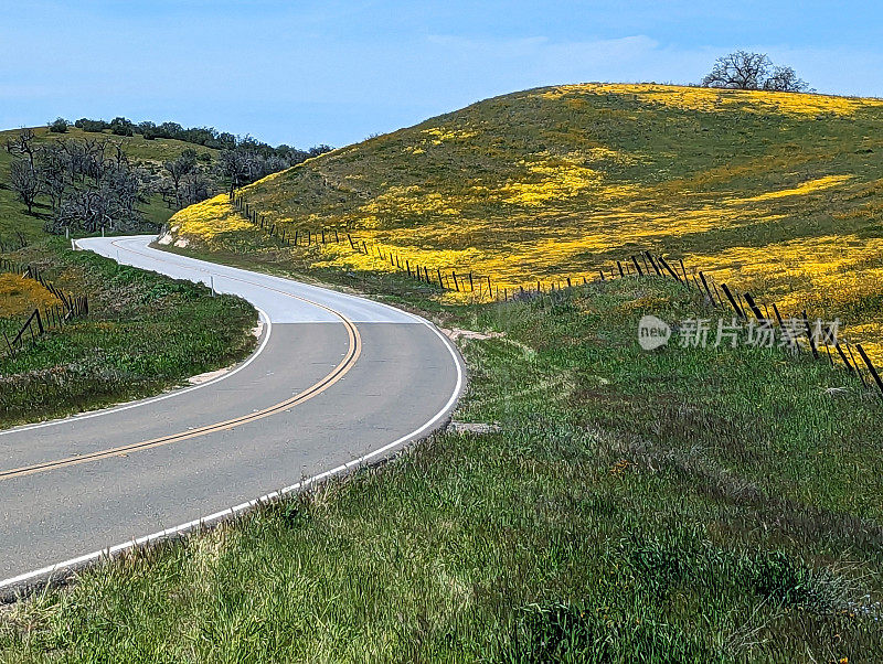 2023年4月初，加利福尼亚州中南部费尔南德斯溪附近的CA-58沿线的超级花朵