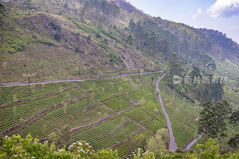 道路穿过陡峭的山坡上的茶田