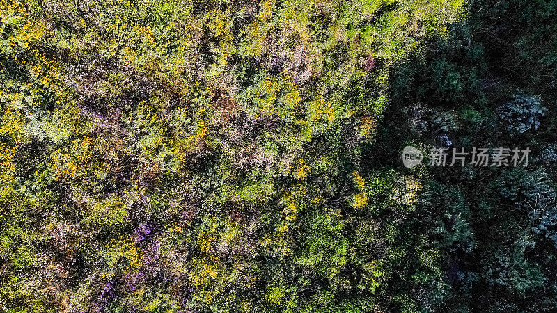 草地上的田鼠踪迹