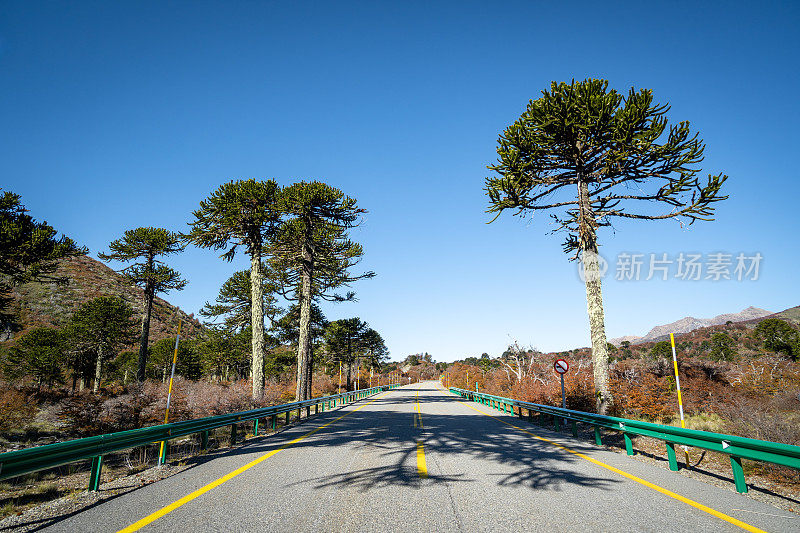 智利南部公路旁的一棵阿劳卡利亚树