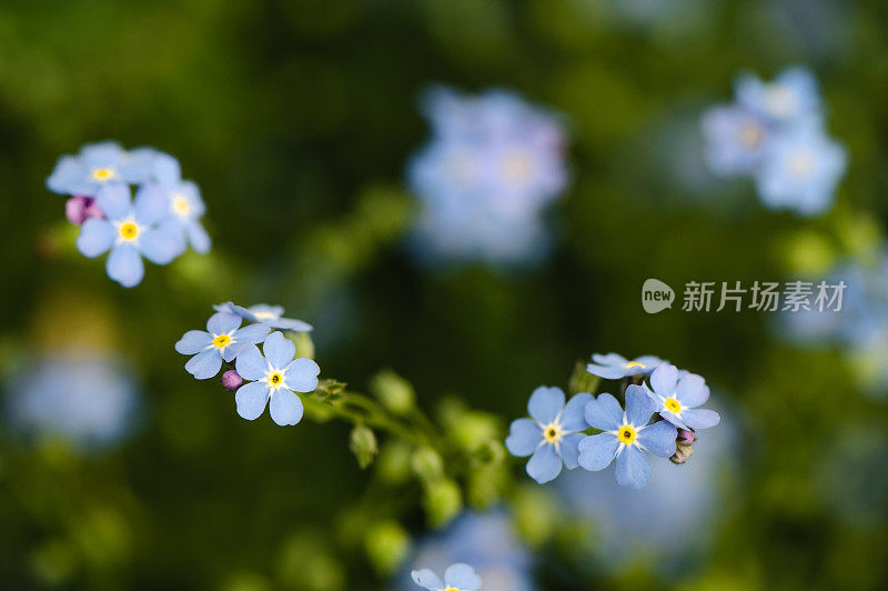 小蓝花花园背景