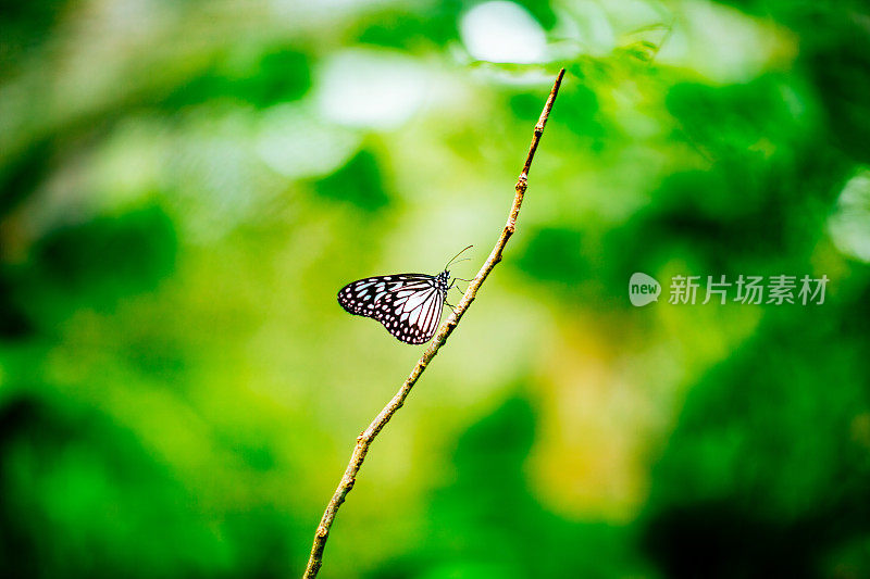 白色和黄色蝴蝶在细枝上的侧视图，绿色模糊的背景。