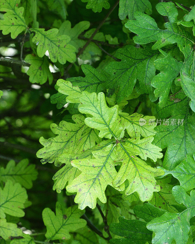 盛夏时节英格兰中部一棵橡树的叶子