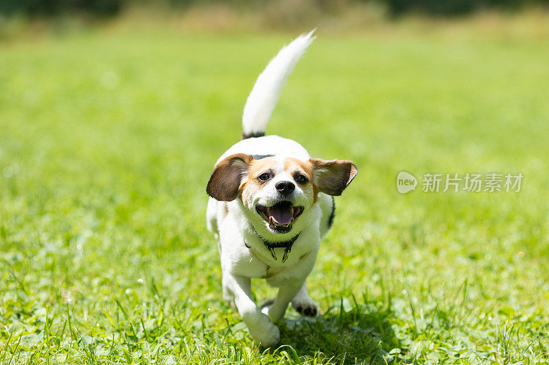 一只兴奋快乐的小猎犬在狗狗公园里奔跑