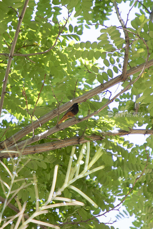 黑红尾鸟在树上吃虫子