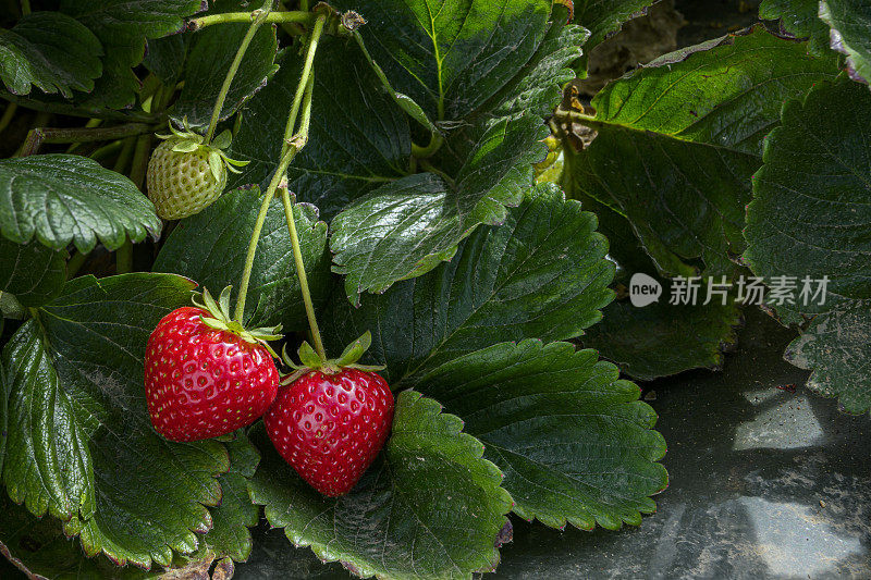 藤蔓上成熟的草莓特写