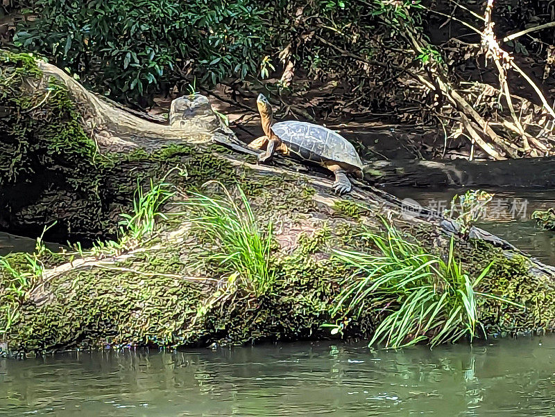 海龟在茂密的热带雨林中休息，包括白色和红色的红树林，沿着太平洋沿岸哥斯达黎加塔科尔斯河的一条支流