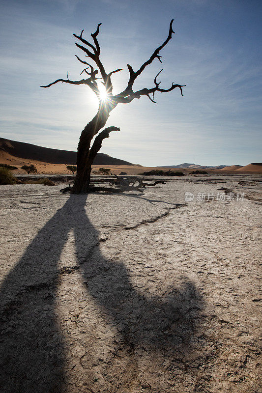 太阳落在干裂的迪德雷平底锅和一棵死骆驼刺树上。