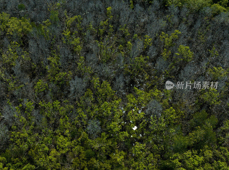 摘要航拍的红树林与生活和死树之间的对比色，坚江省