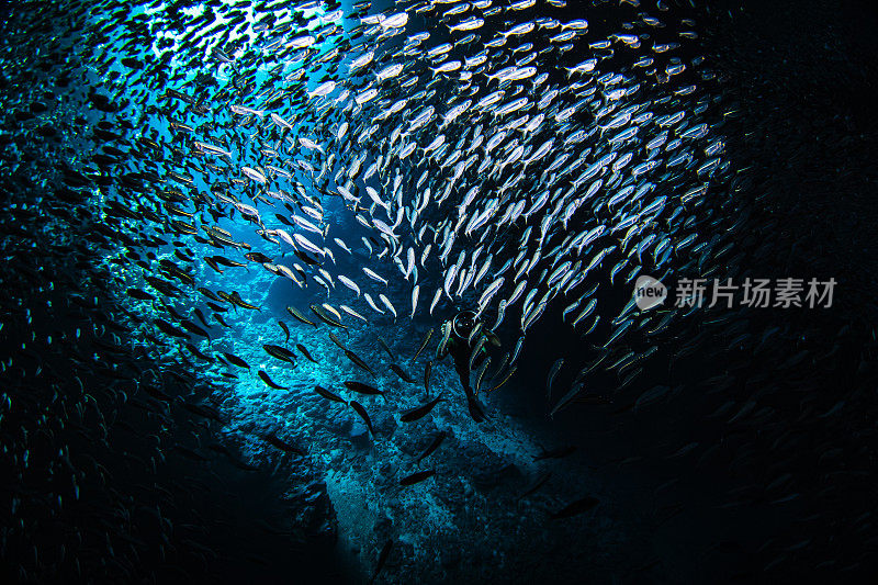 阳光照耀着一大群小鱼饵鱼，它们在黑暗的海洋洞穴里游来游去